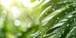© Anastasiia - Tropical moisture nourishes lush foliage leaves glisten in sunlight like diamonds. Concept Nature Photography, Tropical Paradise, Sunlit Foliage, Glistening Leaves, Moisture in the Tropics
