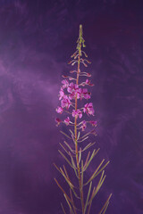 Wall Mural - Flower Fireweed dark purple background. Wild flowering plant, Chamaenerion angustifolium, Rosebay willowherb.