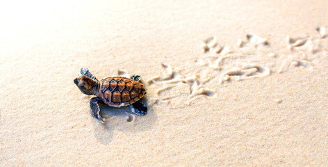 Little Sea Turtle Cub, Crawls along the Sandy shore in the direction of the ocean to Survive, Hatched, New Life, Saves, Way to life, Tropical Seychelles, footprints in the sand, forward to a new life