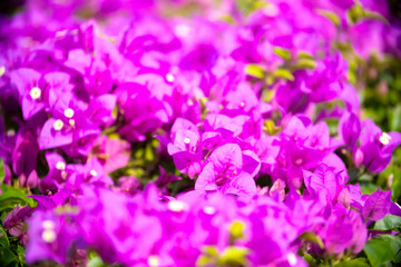 Wall Mural - Blooming pink Bougainvillea spectabilis looks like a wall. A hedge of beautiful bougainvillea bushes with lilac flowers.