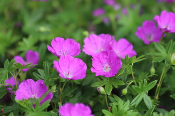 Wall Mural - Geranium sanguineum. Bloody geranium flowers in garden.