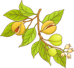 Wall Mural - Nutmeg Branch with Flowers, Nuts and Leaves Colored Detailed Illustration. Organic natural nutritional healthy food ingredient, vegetarian diet product.