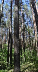 Wall Mural - pine forest with tall trees against a blue sky background, spring forest with pines and other trees