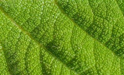 Macro image of a plant leaf with detailed abstract pattern of leaf structure. Close up of a plant for background.