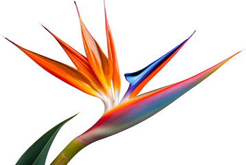 Wall Mural - bird of paradise flower isolated on white or transparent background,transparency 