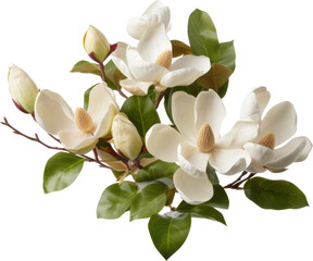 Wall Mural - magnolia flower isolated on white or transparent background,transparency 