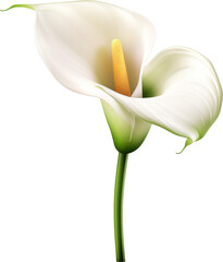 Wall Mural - cala lilly flower isolated on white or transparent background,transparency 