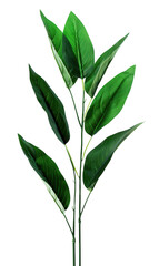 Tall Green Plant with Elongated Leaves