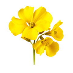 beautiful yellow flowers isolated on white