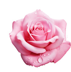 Wall Mural - pink rose with water droplet isolated on white or transparent background,transparency 