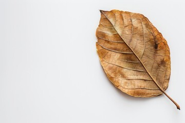 A close-up shot of a single dried leaf centered on a stark white background, emphasizing its texture and veins.