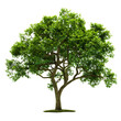© Mehak - lush green tree isolated png transparent background