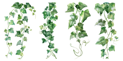 Wall Mural - watercolor ivy plants clipart, simple and clean, white background