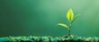 © nattapon98 - A young plant sprouting with a green background,