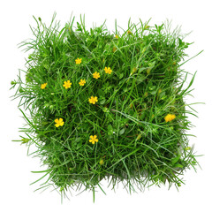 dense patch of green grass with yellow flowers
