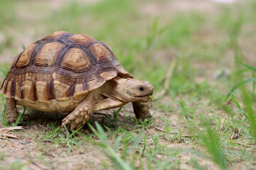 Wall Mural - African Sulcata Tortoise Natural Habitat,Close up African spurred tortoise resting in the garden, Slow life ,Africa spurred tortoise sunbathe on ground with his protective shell ,Beautiful Tortoise