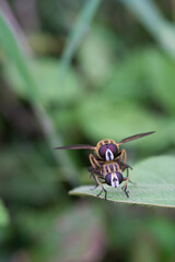 Wall Mural - wasp on a leaf