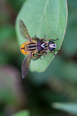 Poster - fly on leaf