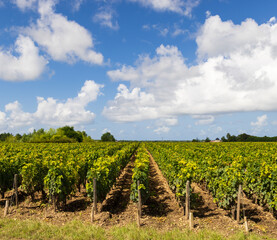 Sticker - Vineyards with Chateau Cos d'Estournel, Bordeaux, Aquitaine, France