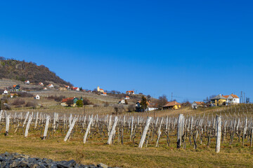 Poster - vineyard in Somlo (Somlyo) hill, Veszprem county, Hungary