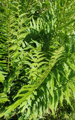 Sticker - fern plant background