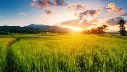 Sunset over beautiful green rice fields in a serene countryside landscape