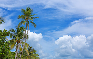 Wall Mural - tropical palm trees with blue sky and white clouds background.