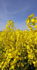 Wall Mural - yellow flowering rapeseed in the field, a monoculture of rapeseed during flowering with yellow flowers