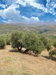 Canvas Print - Olive landscape