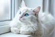 © Michael - White cat on the windowsill looks out the window