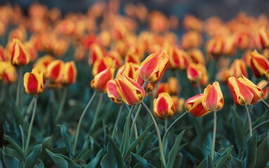 Wall Mural - red yellow tulips background.