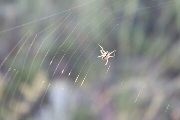 spider in the web