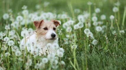 Wall Mural - Happy healthy pet dog listening, relaxing, smelling in the grass with dandelion blowballs. Spring, summer fun.