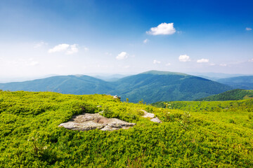 Wall Mural - carpathian mountain landscape of ukraine in summer. alpine scenery of mnt. smooth with grassy hills on a sunny day beneath a blue sky with fluffy clouds. popular travel destination of transcarpathia