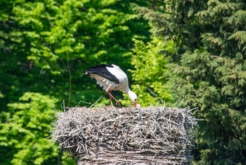 white stork in the nest