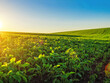 © romankrykh - Perspective photo of green soybean plants. Soy sprouts on summer field. Sun's rays illuminate plant.