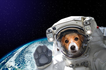 Wall Mural - portrait of a jack russell terrier astronaut in space on background of the globe. elements of this i