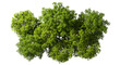 © Krit - Top view serenity green trees group on transparent 3d render png