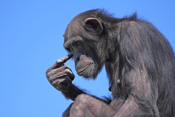 a contemplative chimpanzee deep in thought against a clear blue sky. capturing the expressive nature