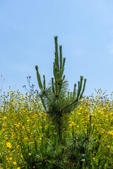 Wall Mural - The beautiful wild flower in the garden.