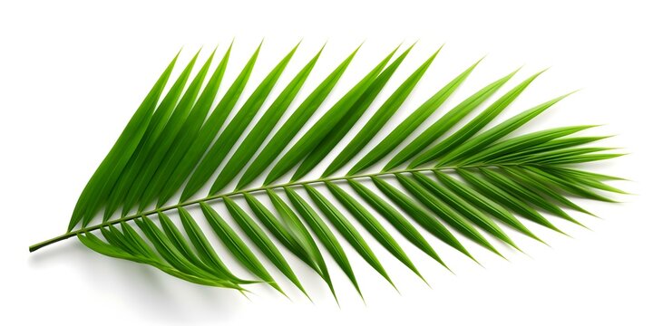 Isolated Palm Leaf on White Background with Clipping Path for Copy Space. Concept Product Photography, White Background, Clipping Path, Copy Space, Palm Leaf