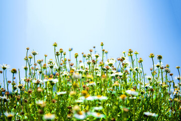 Wall Mural - The beautiful wild flower in the garden.