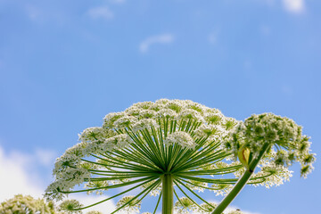 Selective focus of white flower Cow Parsnip (Berenklauw) with green leaves under blue sky, Heracleum is a genus of biennial and perennial herbs in the carrot family Apiaceae, Nature floral background.