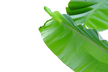 Wall Mural - A group of tearing banana leaves on white isolated background for green foliage backdrop 