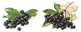 Aronia- und Holunderbeeren