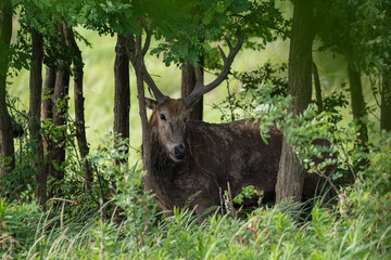 Wall Mural - An elk walking in the woods.