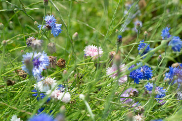 Wall Mural - field of mixed color Centaurea cyanus or cornflowers in bloom at a garden park