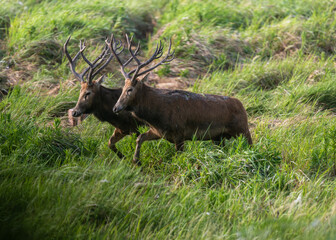 Two elk walking side by side in grass