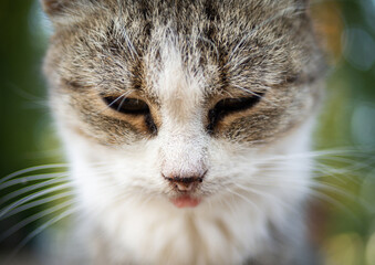 Beautiful fluffy cat portrait on summer nature background.