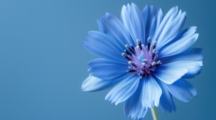 Blue Flower in Macro